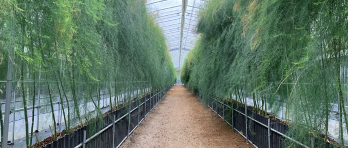 農業を変えるための新規事業。農業生産部門の責任者を募集。