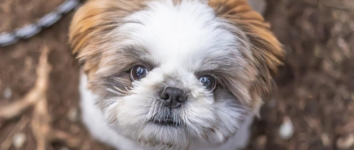 0→1フェーズ。ペットメディアを育てるWebエンジニア募集♫