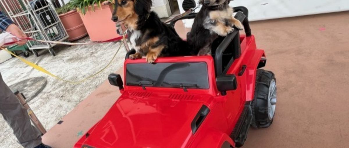 全国から応募可能！ペットエンタメ部門商品開発アイデア会議参加インターン募集