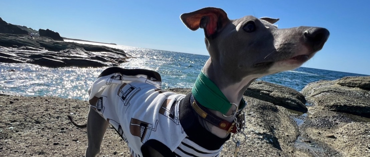 晴れた日ははたらく時間調整してわんちゃんとお散歩！CSメンバー募集！