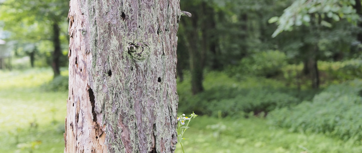 自社サービス"eTREE"からの問い合わせに対してご提案しませんか？
