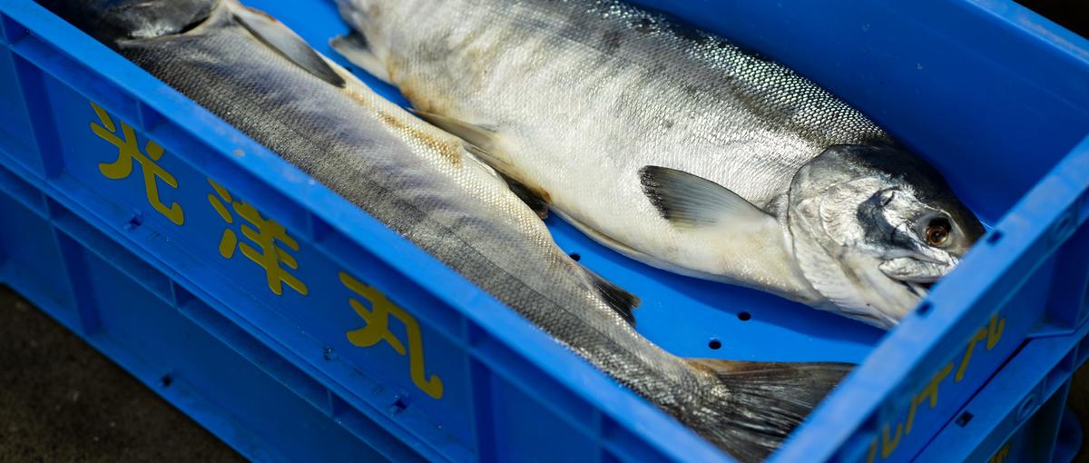 世界遺産で働ける｜日本の秘境、知床の魅力を世界中に伝える｜新卒