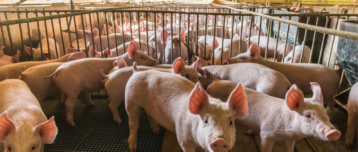 データドリブンなチームで豚専用AIカメラ開発チームの立ち上げメンバー募集