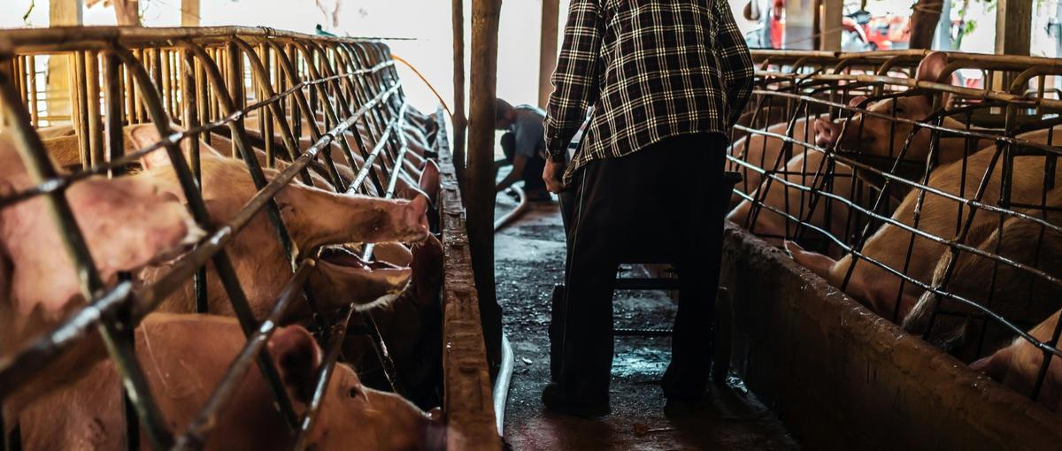 海外展開が進む最新養豚DXプロダクト！エンジニアとして成長したい方募集！