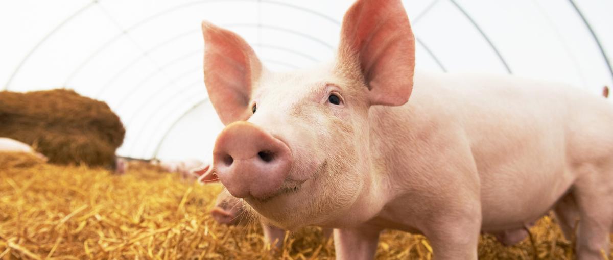 未来でも本物のお肉を食べたい！養豚から社会課題を解決するAIカメラのPM