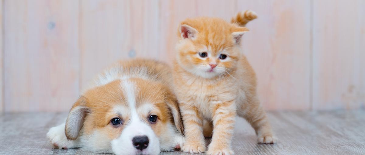 ペット×ITサービスを創出する企業の｜営業リーダー候補｜として活躍しよう！