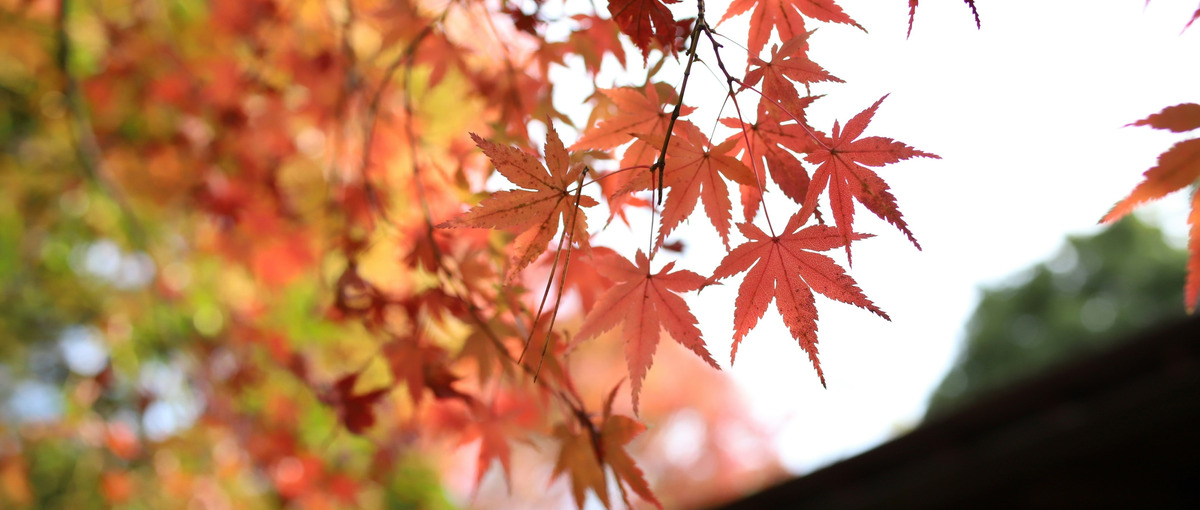 インバウンド旅行特化！企画・ツアー造成経験者大募集！！！