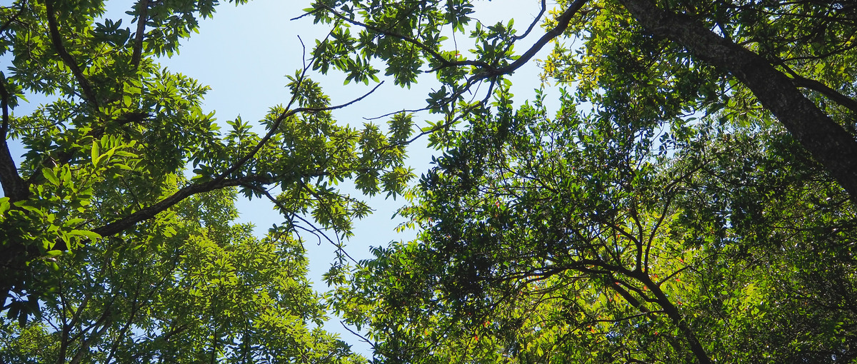 新卒｜森林・林業×スタートアップで社会課題を解決しませんか？