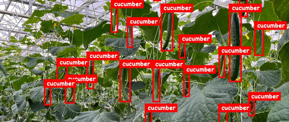 農業現場にAIを実装する機械学習エンジニアインターン生募集！