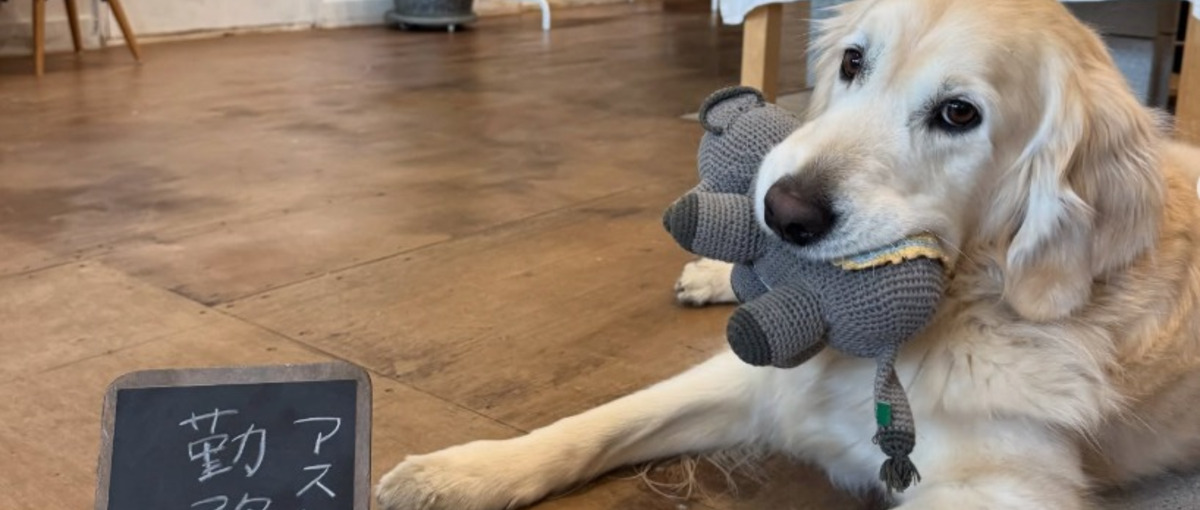 子連れ出勤ＯＫのカフェスタッフ募集！看板犬アスト君と一緒に働こう！／ア・パ
