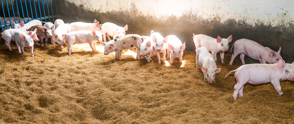 業界を牽引する最新技術！豚専用のAIカメラのプロジェクトチームの立ち上げ！