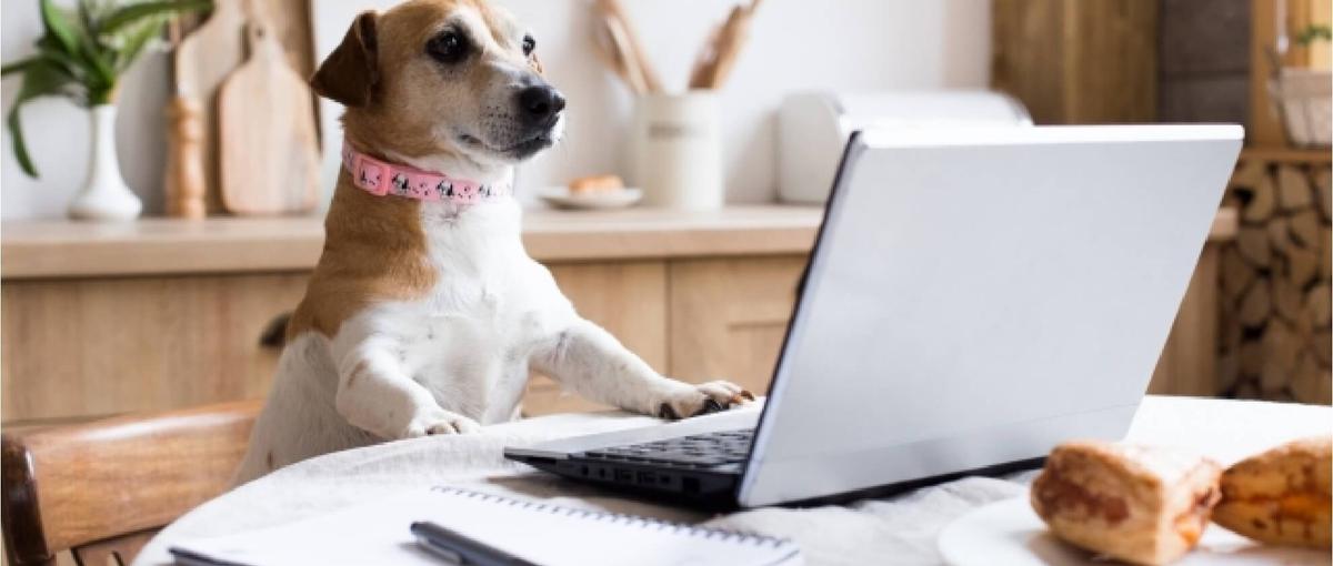 ペットと共生する未来を創る！！飲食業界向けキャリアアドバイザー大募集！