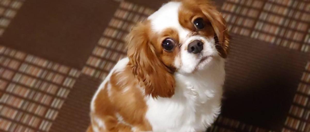 看板娘は犬！？2025年４月オープンのリゾートクルー募集！