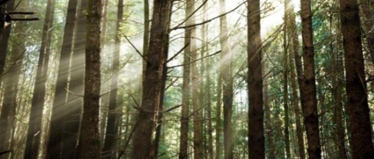 林業・インフラDXの法人営業！成長中の企業で、上場、世界へ！