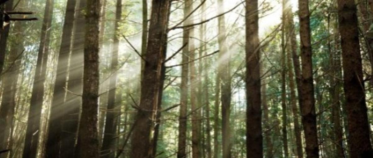 林業・インフラDXの法人営業！成長中の企業で、上場、世界へ！