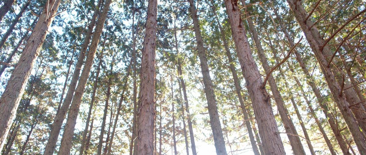 地方創生に役立つ！自社アプリ開発に携わるモバイルエンジニア募集！