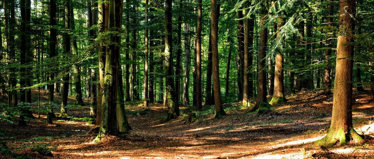 IT×林業！自社アプリを支えるインフラエンジニアを募集！