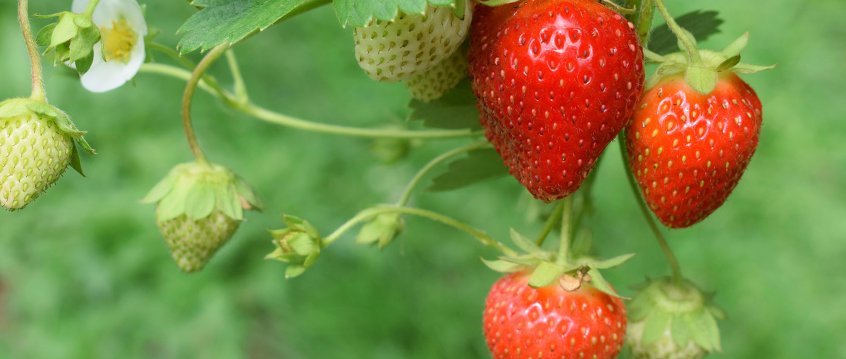 六次産業化を目指す会社！いちご栽培スタッフ募集中！ゆくゆくはいちご狩りも♪