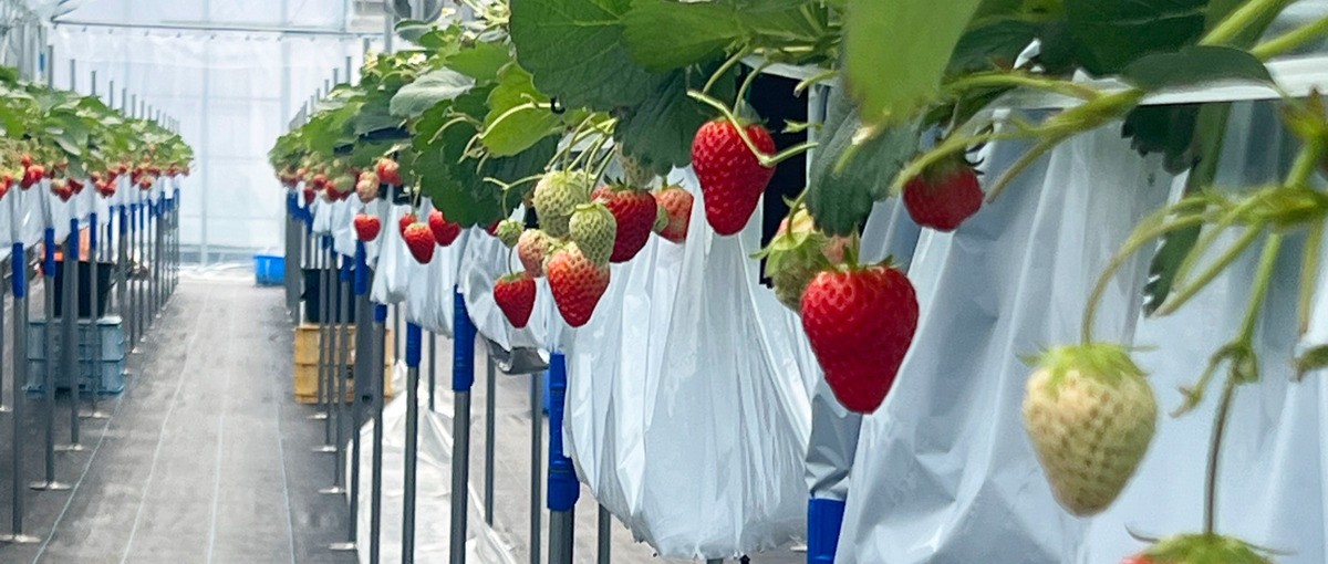 観光農園を予定！新施設のいちご栽培スタッフ募集！経験なしでもOK