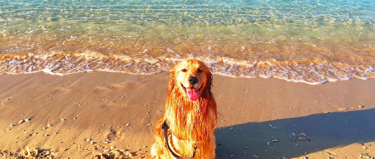  愛犬×TypeScript。ペットメディアの開発チームに入りませんか？