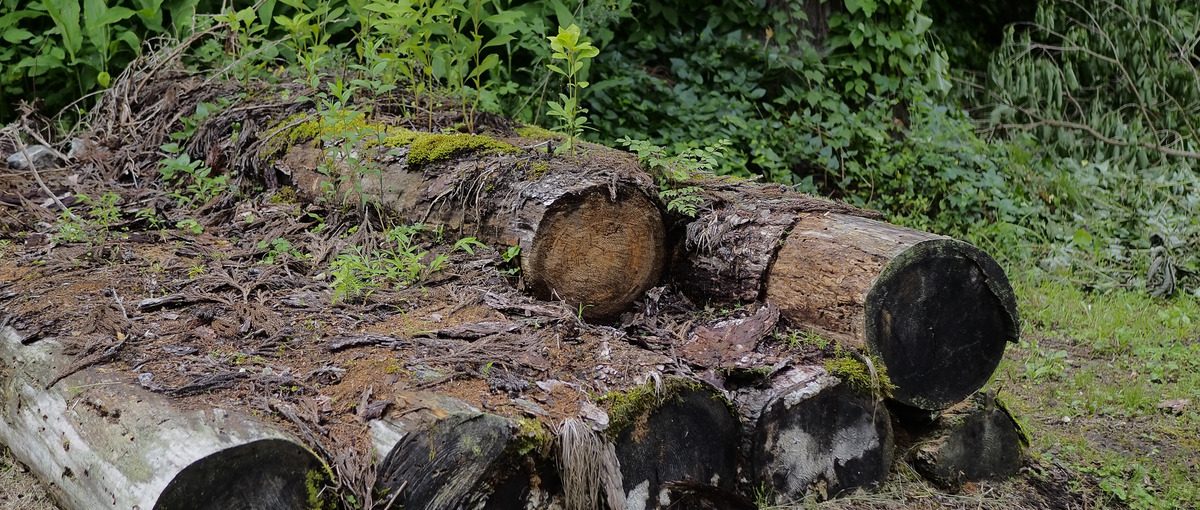 営業｜森林・林業の課題解決にチャレンジしませんか？IT×林業スタートアップ