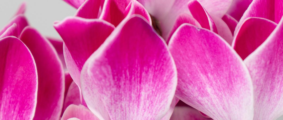 花×ITスタートアップ！事業をリードするCS募集