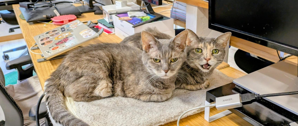 人柄重視！主体性とコミュ力で会社を盛り上げてほしい！猫居ます。