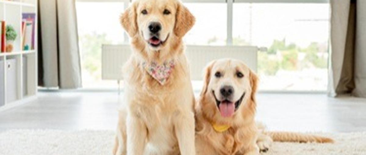 ペットテック×自社プロダクトの リードデザイナー 募集♪