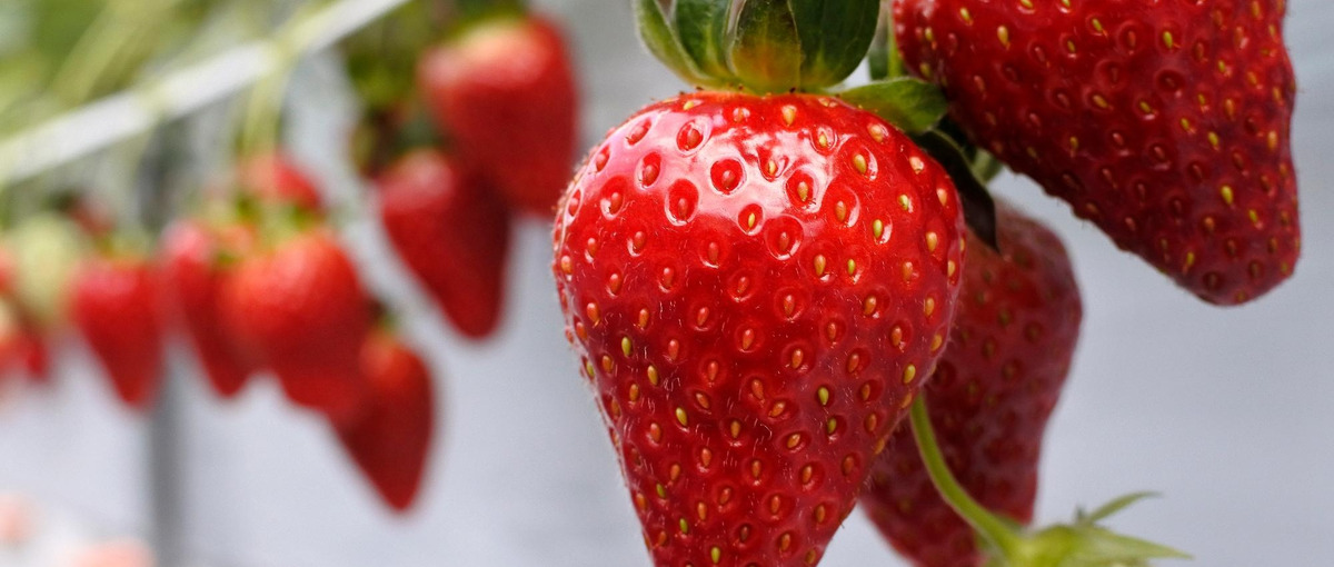 埼玉｜2025年、新しい農園が始動。ゼロからイチゴ園を共に創る一員に！