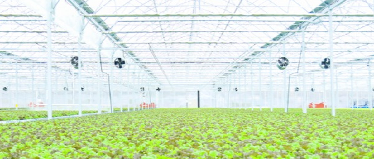 静岡｜未来の農業をここから。最新鋭の施設で革新的な挑戦を共に担う仲間募集！