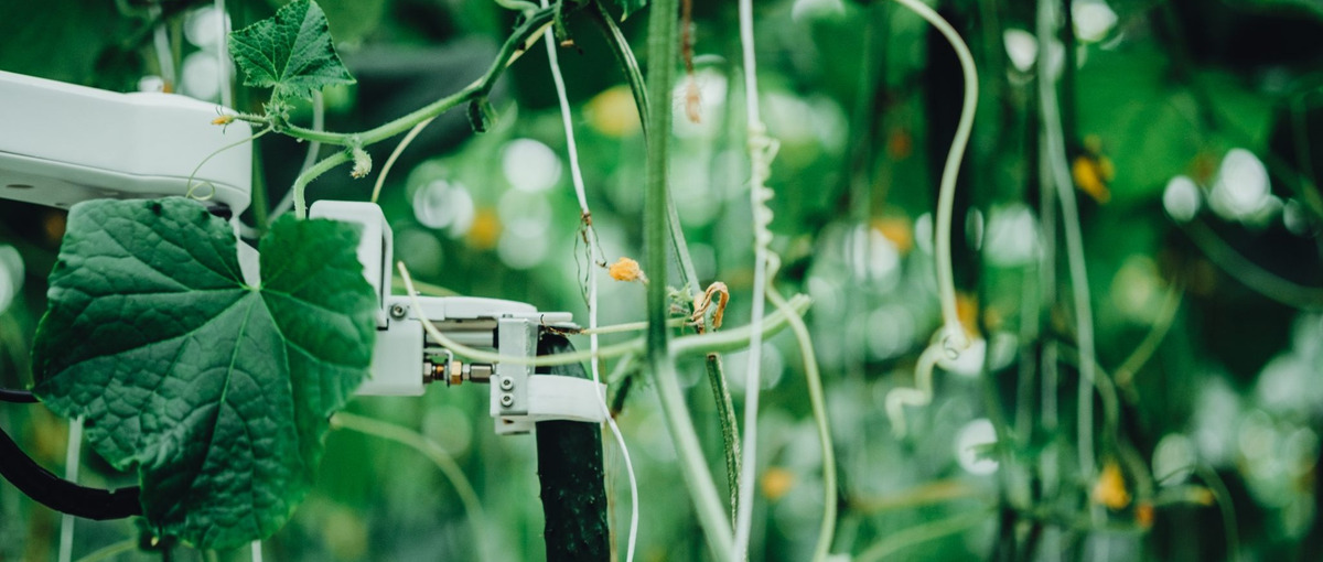 農業DX・脱炭素推進のAIソフトウェアエンジニア