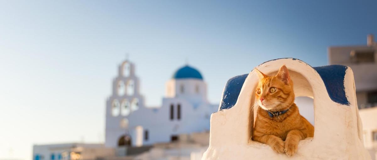 ペット×HR領域の成長サービス！開発と仕組みづくりを担うエンジニア募集