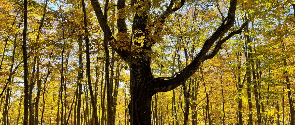 知られざる温泉をなんとか良くするマネージャー募集！