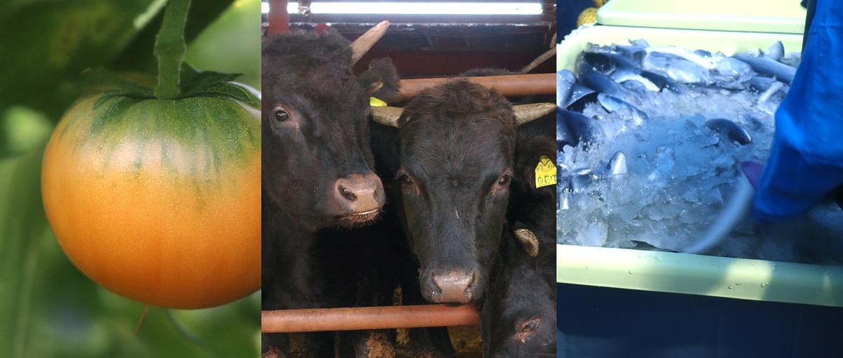 オープンポジション│独自のビジネスモデルで、日本の農と食を守る。