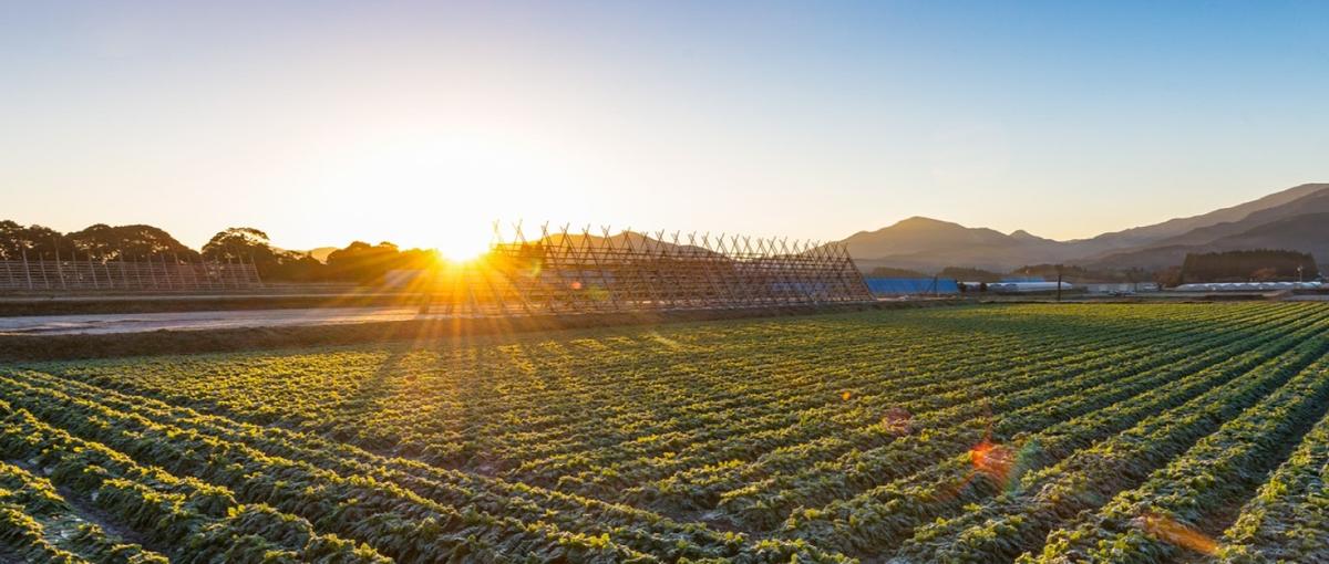 オープンポジション│独自のビジネスモデルで、日本の農と食を守る。
