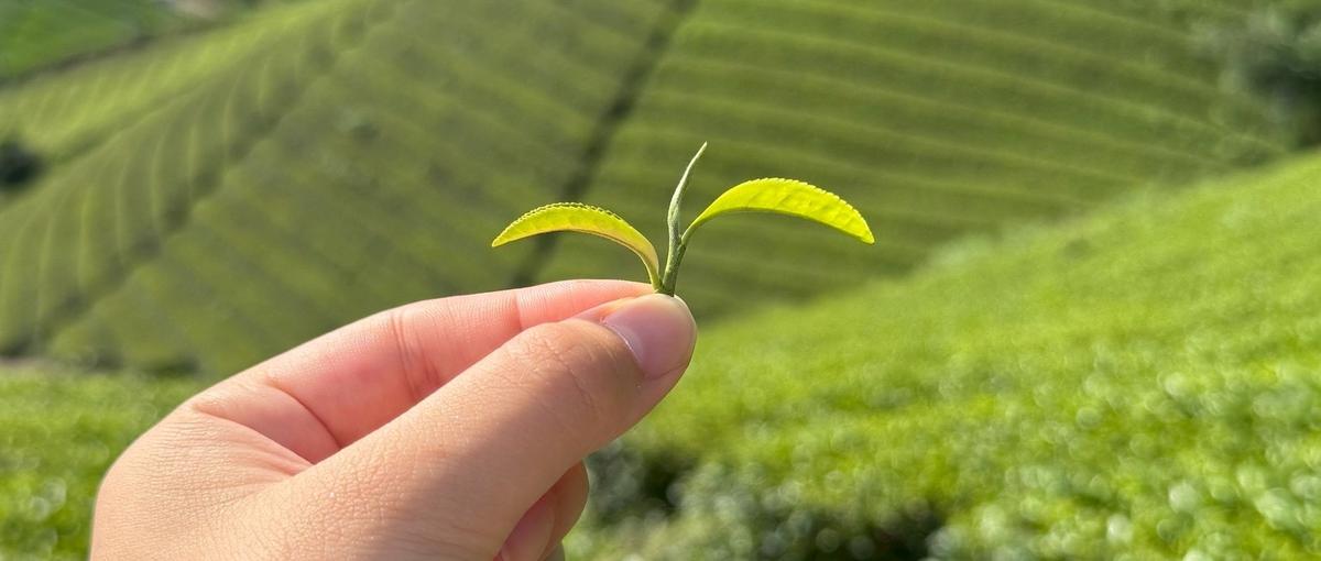 若手活躍中！テクノロジーで営業を加速！アグリテックベンチャーのIS