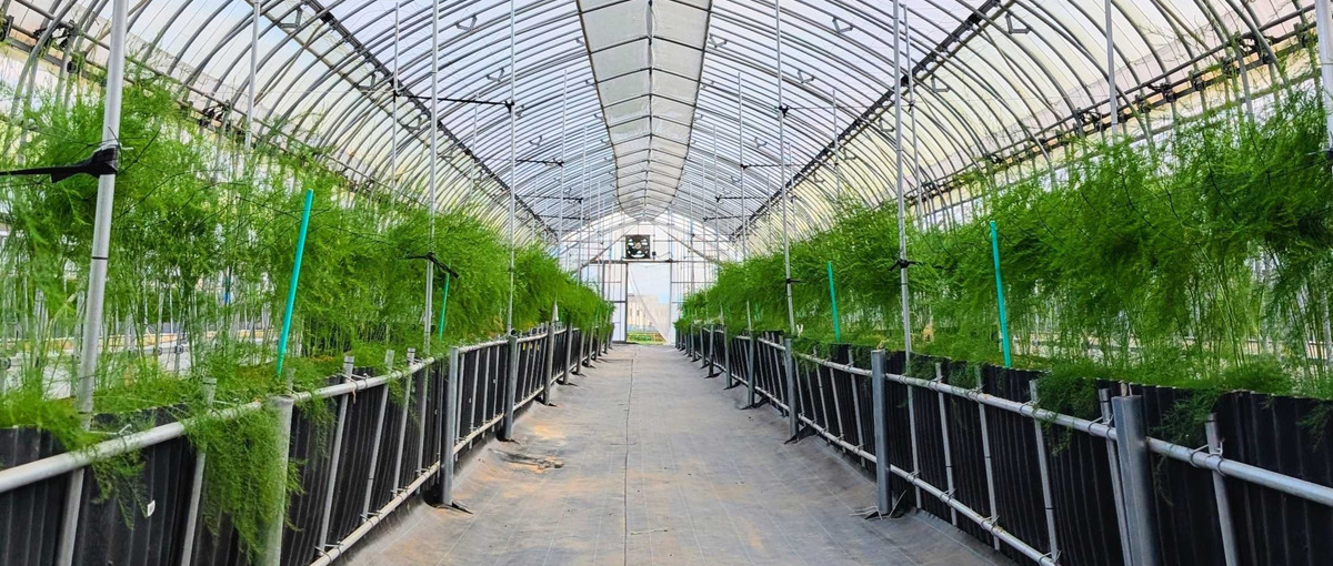 農業に挑戦！千葉・袖ケ浦でアスパラガス圃場の立ち上げメンバー募集