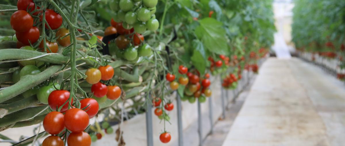 農産物ブランドの基準管理運用│独自のビジネスモデルで、日本の農と食を守る。