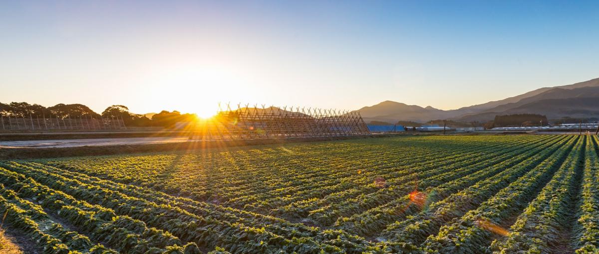 農業×IT。自社開発環境でフルスタックを目指す、エンジニア募集