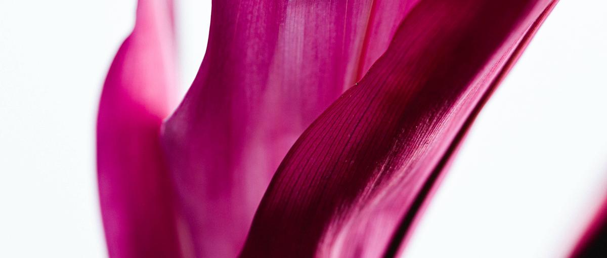 花×ITで日本を彩る、クリエイター募集