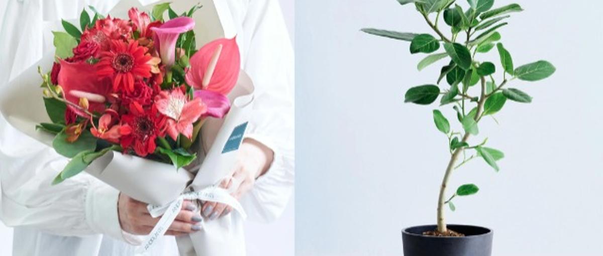 花植物スタートアップでプロダクトマネージャー/PdM！3年連続2倍成長企業