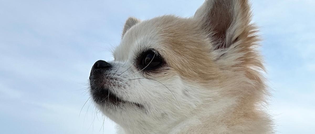 愛犬と人の幸せを広げる、自社サービス開発エンジニア募集！！