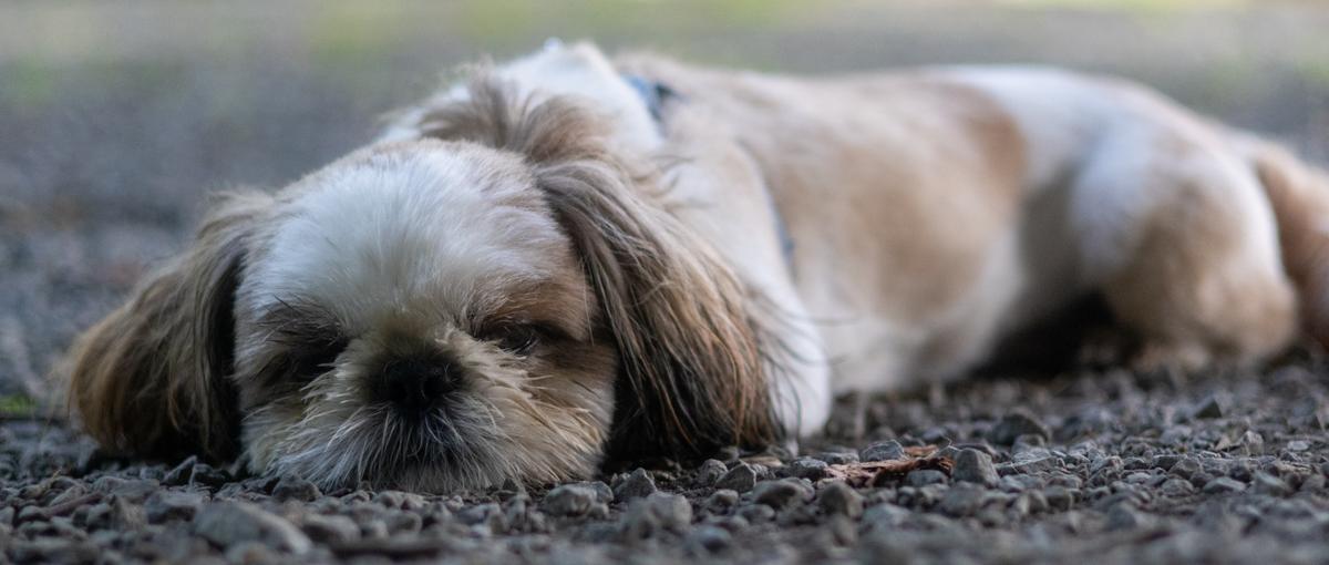 フルスタックエンジニアになりたい方！自社サービスの色々お任せしたいです！！