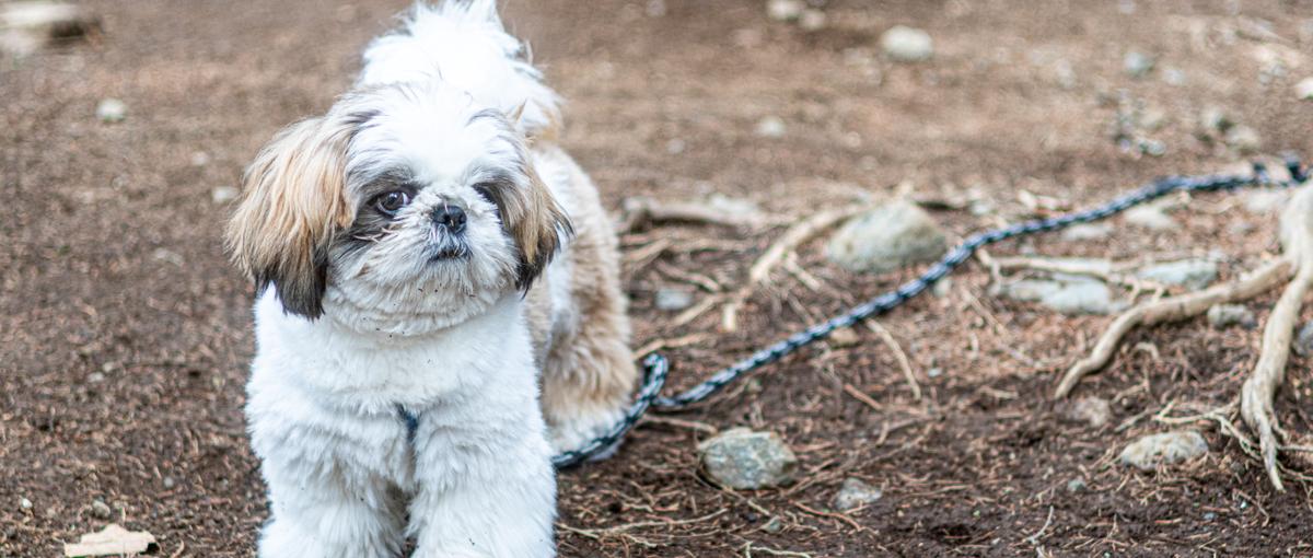 ペット業界で活躍しませんか？自社サービスでWebエンジニア募集してます！