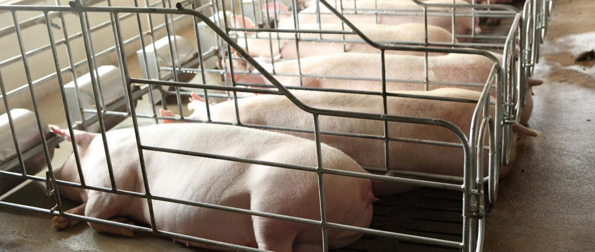 社会課題に挑むテックカンパニーで、最新技術を駆使するリードエンジニア募集！