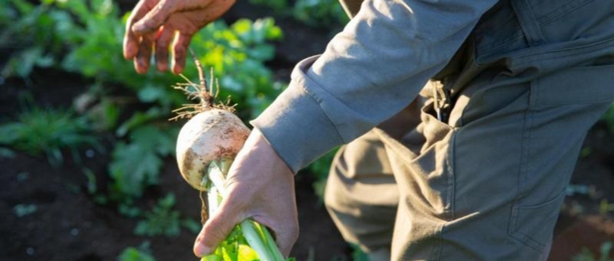 農家・漁師から直接買えるC2Cサービスの中核を担うテックリード