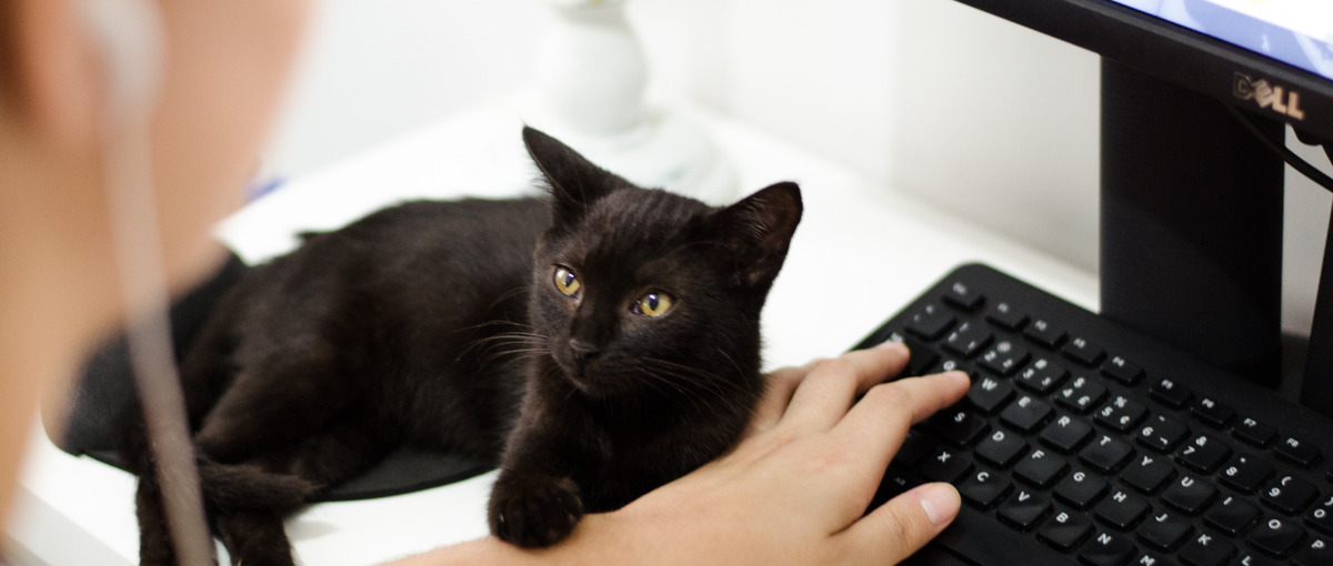 Kotlin＆Spring bootでバックエンドエンジニア募集中！