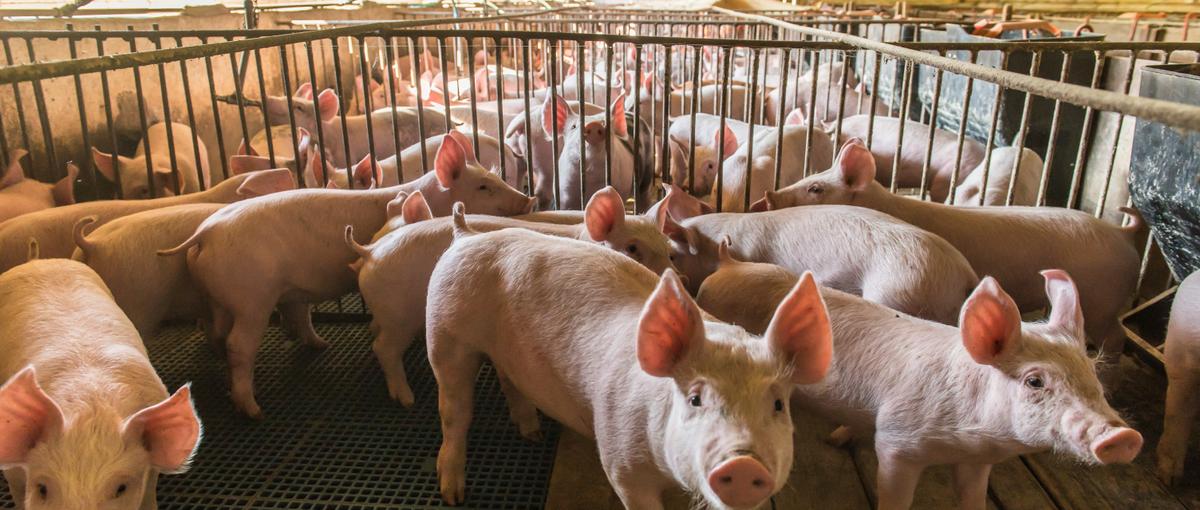 全国の養豚現場を旅しながら、データで未来の畜産を支える仕事！