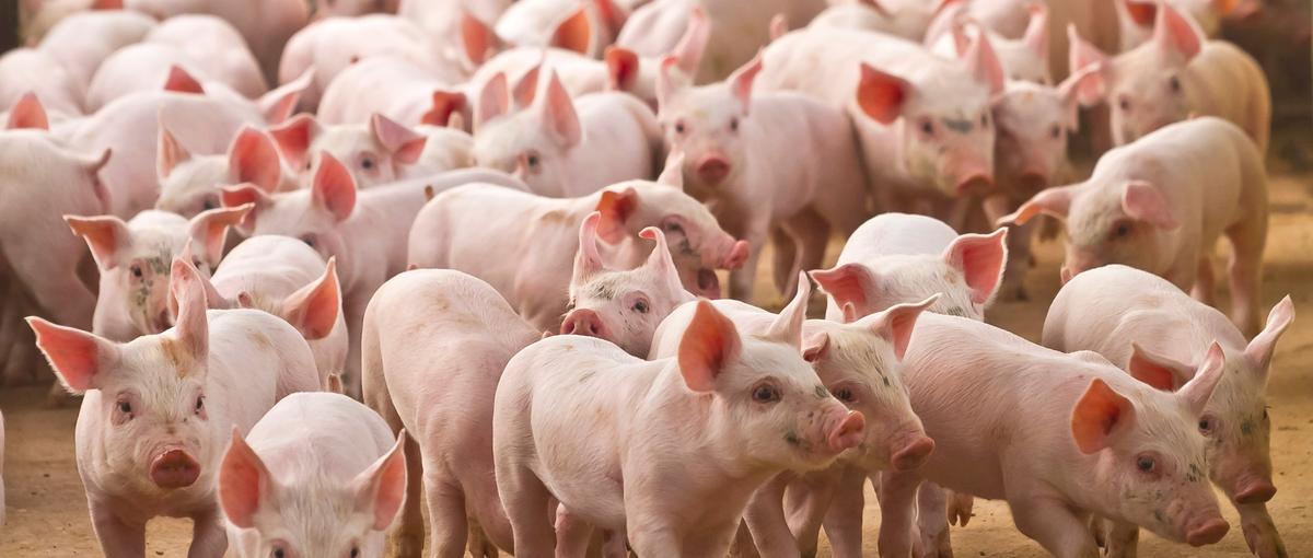 チームで支える畜産の現場。愛知県田原市の養豚農場アルバイト募集