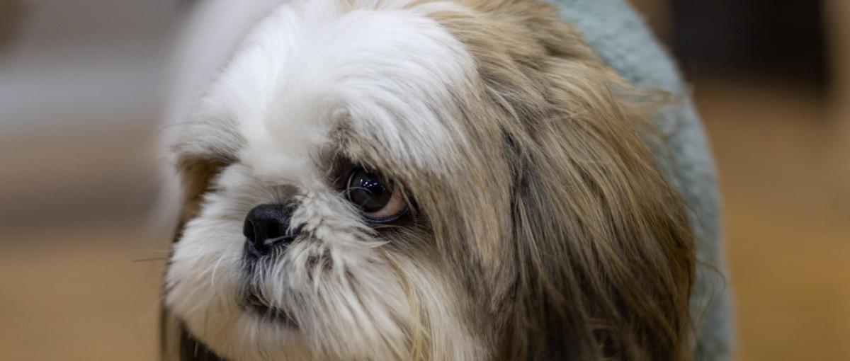 Reactでつくる、犬と人のおいしい時間。ペットメディア開発メンバー募集！